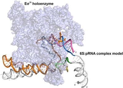 Probing the conformational changes of in vivo overexpressed cell cycle regulator 6S ncRNA